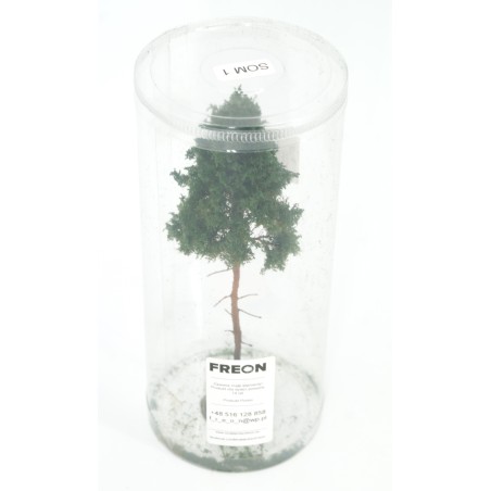 Young Pine - Height 18-20 cm  -  Freon